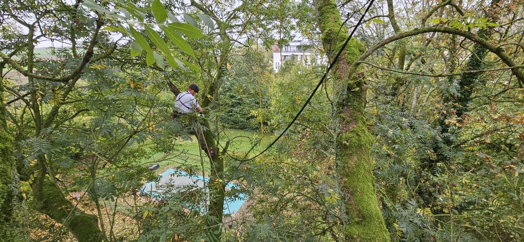 Spécialiste qui élague un arbre